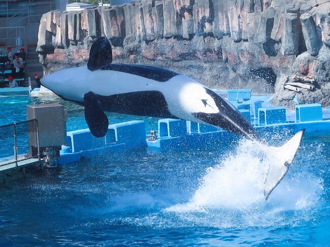 シャチがいる 新種？「タイプD」のシャチ、初の水中映像 | ナショナル ジオ