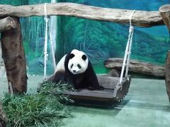 さて、台北市立動物園へ。
パンダさんにも新年のご挨拶をしましょう。