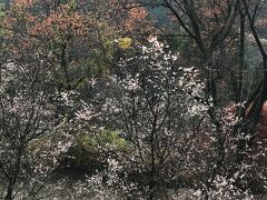 確かに桜が咲いています。