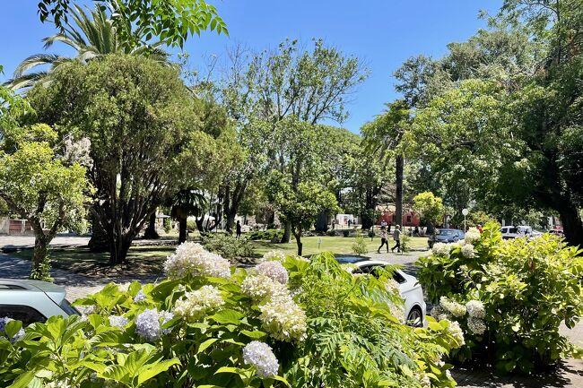 中央広場の脇にあじさいが。見ごろは12月くらいでしょうか。