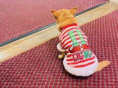 昨日に続いてダイビングの講習。
この日はクリスマスイブなので
看板犬がクリスマス衣装でお出迎え。
