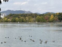 昆陽池公園