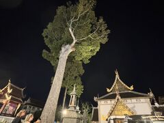 ライトアップされた寺院がまた昼間と違う風景にしてくれます
昼間にこの巨木が目に入ってないのは単に自分の目が節穴なだけ。。。