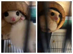 Bay Walk Residence

01月02日（火）　　00:30

ホテルに戻って5階のフクロモモンガの様子を眺めてお部屋へ
明日はラン島に渡ってのんびりビーチを楽しんだ後32階のルーフトップバーでパタヤの夜景を楽しむ予定です。

続きは
★タイで楽しむ新年(3日目)
　ラン島に渡ってビーチ＆ルーフトップバーを楽しむ編～～♪♪ （01/02）へ
　https://4travel.jp/travelogue/11879476

