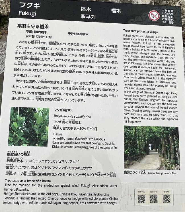 　家のそばにはフクギ。屋敷囲いです。防風、防潮、防火の目的があります。