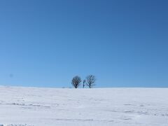 急いで移動しました。親子の木です。やはり白銀の丘には青空が映えますね。雪が降り始めた11月下旬から暗い空で雪ばかりの天候でしたが、これだけ晴れたのは今日が初めてです。道北の冬はこんなものです。ひと冬に青空に恵まれる日は4～5日くらい。北西の季節風の影響でこの地域の宿命なのです。