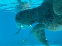 ウミガメ館