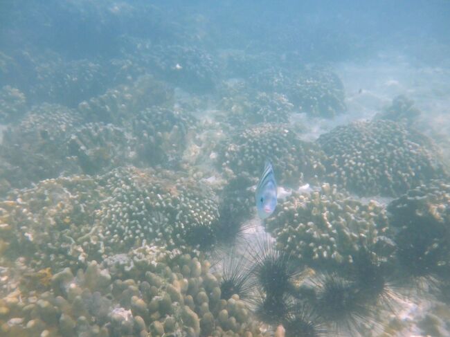 珊瑚エリアは保護のため遊泳禁止なのでロープの所から撮りました。ウニもいる！