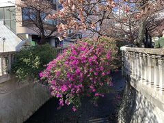 糸川遊歩道、熱海桜とブ－ゲンビリア