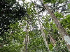 高さ7メートルほどのヤシが密生する原生林。ヤエヤマヤシは、一族一種で八重山諸島だけに自生する珍種のヤシ。国指定天然記念物。（ツアーのパンフレットより）