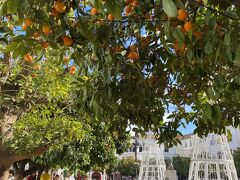 マルベーリャの旧市街中心にあるナランホス広場。オレンジの街路樹が美しく、冬とは思えない程暖かくまったり出来ました。