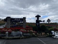 綺麗な花が咲いていましたが、雨が降ってきました。