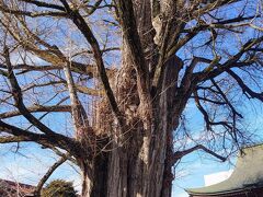 飛騨国分寺の大イチョウ…

季節どおり、葉は無しw