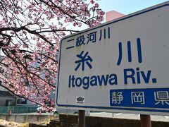 ●糸川遊歩道

さらに海の方向へと歩いていくと、市内中心部を流れる「糸川」に沿って遊歩道が設けられており、その周囲には「あたみ桜」と呼ばれる早咲きの桜が咲いているので、ここからは梅に引き続いてのお花見タイムに♪