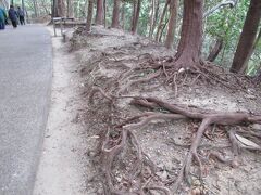 散策路の樹木の根っこがむき出しです。神秘的ですね。