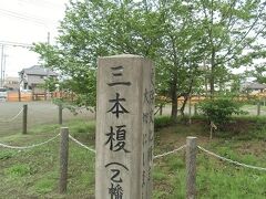 プリンスの丘公園から７００ｍほど北進するとある、三本榎。
説明板によると、三本榎は、東から奥住榎、加藤榎と、この乙幡榎をあわせて呼んだものです。
三本榎の南を東西に走る道路は引又街道と呼ばれ、江戸時代から明治時代にかけて重要な生活道路であったため、三本榎はここを往来する人々の休憩所となっていました。
樹齢は２００余年と推定されているそうですが、見た目は全然若い小さな木でしたので、おそらく最近代替わりしたのではと思われます。

