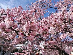 あたみ桜糸川桜まつり