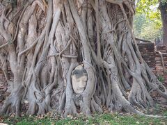 これはワット・マハタートの木の根に包まれた仏頭です。売りさばく為に仏像から切り離したところ鼻が欠けてしまって売り物にならないので捨てていかれたものに、長い月日をかけて木の根が絡みついたものだそうです。観光資源としてとても有名になったので、その後タイの政府が鼻を修復したのだとか。