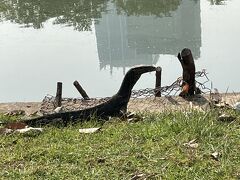 そしてこれがオオトカゲ。公園に何匹も居てのんびりと歩いています。大きなものは1.5メートルぐらいあった気がします