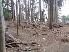 木の根が出ているから，木の根道なんでしょうね．木が傷まないかどうか気になりました．