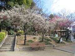 都電・早稲田電停から神田川沿いを10分ほど行ったところに広がる江戸川公園へ。椿山荘に咲く椿を観賞しようと通りかかった際に、児童遊園近くの紅梅と白梅が満開を迎えていて、思わず写真を撮ってしまいました。1月中旬だったにもかかわらず、満開の梅を見ることができ得した気分になりました。近くに保存されている芭蕉庵では水仙が、肥後細川庭園ではサザンカが咲いていて、周辺では色々な草花を見ることができました。3月下旬には神田川沿いの桜並木が満開を迎え、多くの花見客が訪れるエリアです。