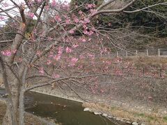 掛川桜