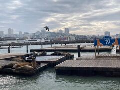 ピア39はアシカでも有名。ビューポイントで大量のアシカを観察できます。

Sea Lion Viewing Area
Pier 39, San Francisco, CA 94133