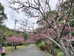 天候悪くて悩んでたけど
せっかくなので、八重岳の桜を見に来たよ
麓のあたりが６分咲、公園はまだ早かった。