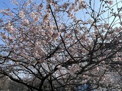 梅の花が満開。