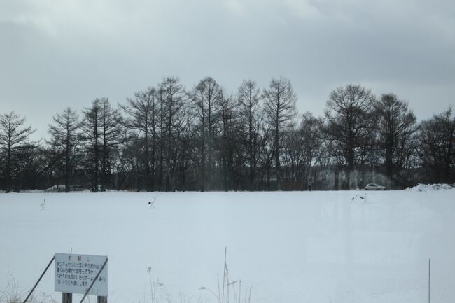 茅沼では丹頂も