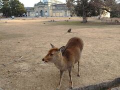 奥に奈良国立博物館
鹿さんにもごあいさつしたので、ここからぐるっとホテルへ戻ります