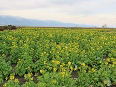 る琵琶湖アーバンリゾートの東隣にある第1なぎさ公園では、年末でもすでに菜の花が咲き始めでした