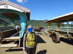 お次は観光の定番：由布島へ水牛車で渡る。
母はどーしてもこれに乗りたかったということで、満面の笑顔です。顔わかんないけど。