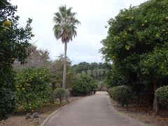 薬泉寺（ヤクチョンサ）に到着しました。
駐車場から橋を渡って、この道を進みます。
途中、ハッサクのような大ぶりの柑橘の実がなっていました。
また南国らしく、ヤシの木も植えられています。