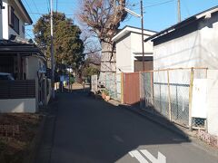 初詣を終えて、少し街を歩きます。こちらが八幡神社大欅。八幡神社はさきほどの諏訪神社とに移転しています。かなり小さいですが社殿が隅にありました。