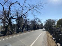 先日も訪れましたが谷中霊園を歩きます。
前回は徳川慶喜のお墓しか見ませんでしたが、その他の著名人のお墓も訪れてみます。