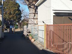 八幡神社のけやき。八幡神社は諏訪神社の境内にあります。道にはみ出しそうな位置にはえています。
