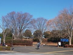 昭和記念公園にもいきました。こちらは広すぎて全部はまわりきれませんでした。