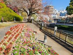 そのまま東の通りを進むと再度、坪井川にでます
その手前にある「千葉城公園」です
綺麗に整備されていました