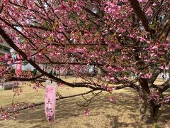 ■2024年1月28日（日）
三島駅で車を借りて、10:00時頃、土肥温泉に到着。
早咲きの名のとおり、1月なのにもう桜が咲いています。
しかも見頃。
写真の桜は、駐車場がある松原公園のもの。