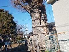 さらに進むと八幡神社大欅。八幡神社はさきほどの諏訪神社に現在は移転しています。