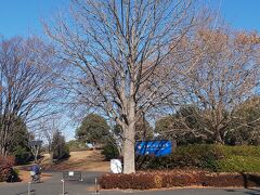 立川にきたらはずせない観光スポット、昭和記念公園へもいきました。レンタサイクルもやってて散歩だけでなくサイクリングもたのしめました。