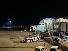 優太朗さん確認用→専用 Flying Honu 約50cm FLYING HONU・A380関連グッズ | ANAショッピング A-style