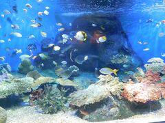 「しながわ水族館」
割とコンパクトながらも、楽しみながら見て行けるようになっていました。