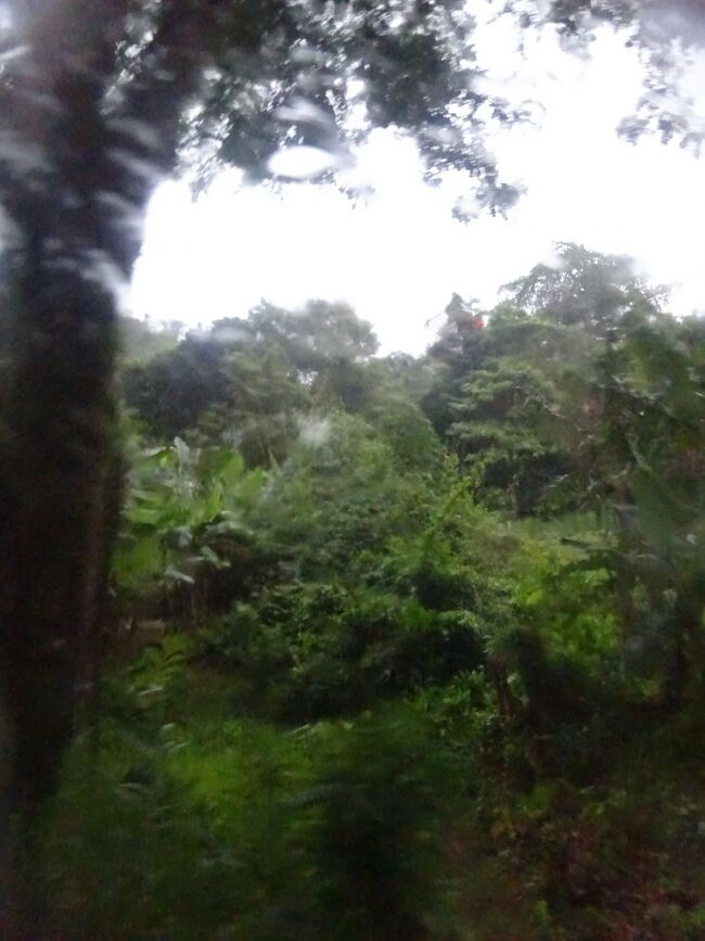 木々が茂ります。