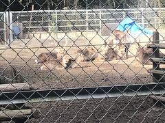 鹿島神宮鹿園です。
鹿島だから鹿なのですね。
犬連れは鹿が怖がるため近づくの禁止という看板があり納得してしました。
鹿は少し離れた場所に固まっていました。
遠目でしか見れませんでしたが可愛かったです。