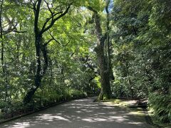 まずは鹿児島市の城山へ行きました。城山は歴史的には西南戦争時西郷軍の陣が置かれたことで有名ですが、たくさんの亜熱帯植物が自生していて、天然記念物に指定されています。
植物のことは詳しくありませんが、明らかに雰囲気が本土なんかの山とは違うのはわかります。
なんか、熱帯的というか・・。