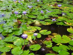 ミュージアムには入りませんでしたが池の花がきれい