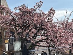 あたみ糸川桜祭り