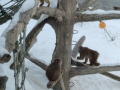 「北海道神宮」から、徒歩数分の「円山動物園」に来ました。（入園料800円/人）
月曜日の午前中なので、人影はまばらです。

寒さに強い日本ザルの猿山では、10数匹のお猿が動いていました。